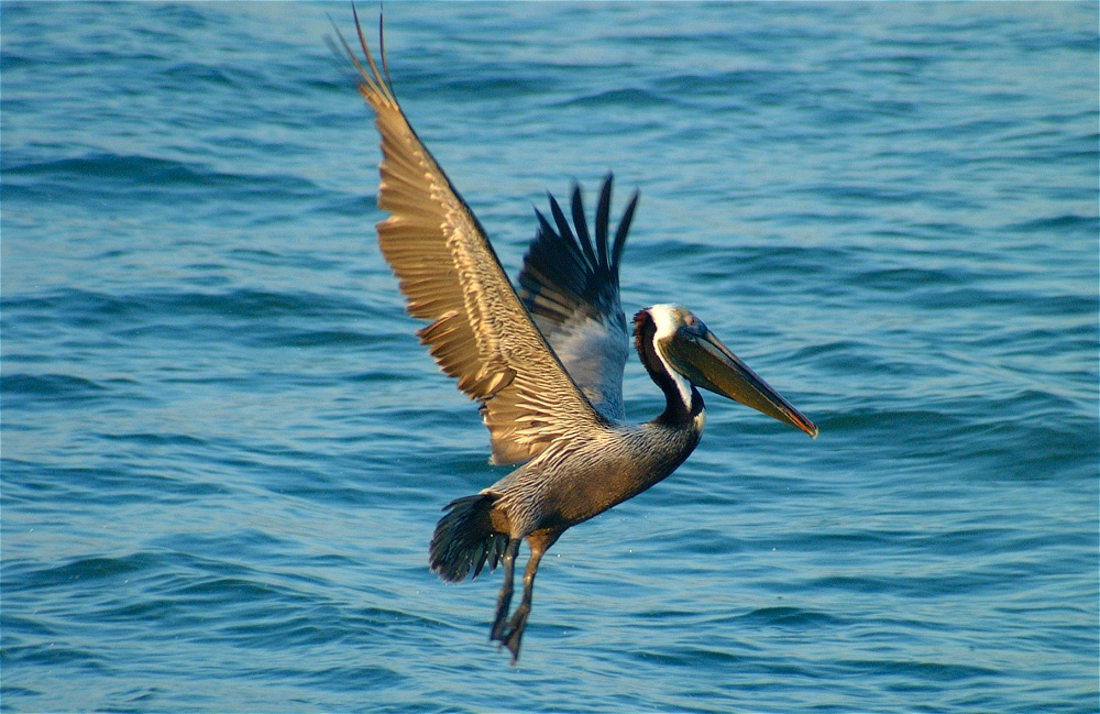 (45) Dscf0975 (pelicans).jpg   (1000x649)   273 Kb                                    Click to display next picture